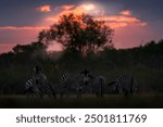 Zebras herd. Sunset in the nature, widlife in Botswana. Africa Travel. Wildlife, zebra sunset. Orange red evening twilight sky on the meadow field with zebra, Khwai river, Botswana in Africa. 