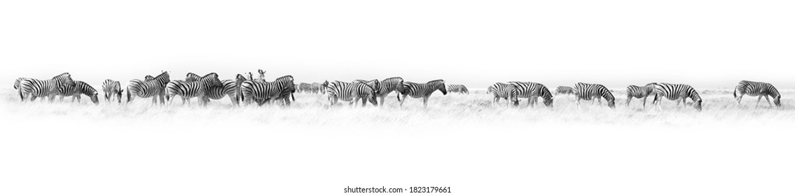 Zebras herd white background isolated, black and white art border, striped animal pattern, african wild nature landscape, monochrome wallpaper, decorative ornament, frame, banner design, trendy print