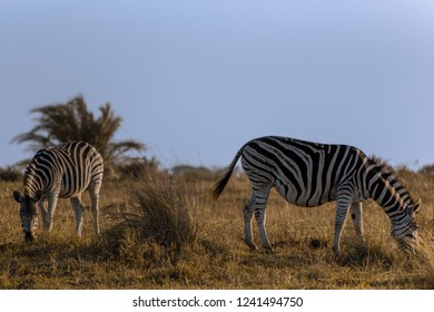 Zebras, ISimangaliso Wetland Park