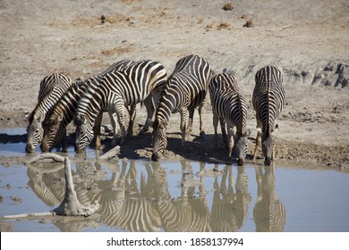 Zebras At Jamala Lodge, Madikwe