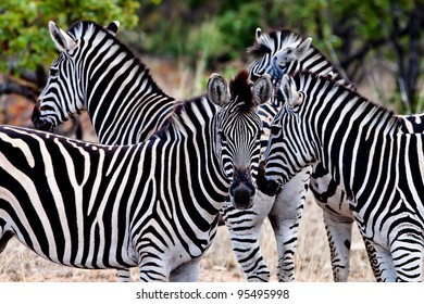 Zebras In Kruger National Park, South Africa