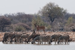 Zebras With A Kudu Antelope At A Waterhole, Etosha National Park, Namibia 