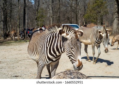 Zebras At Lazy 5 Ranch In Mooresville, NC