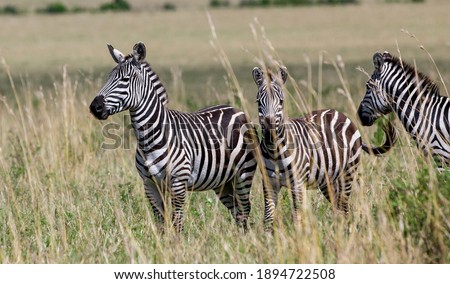 Similar – Foto Bild Zebrastreifen