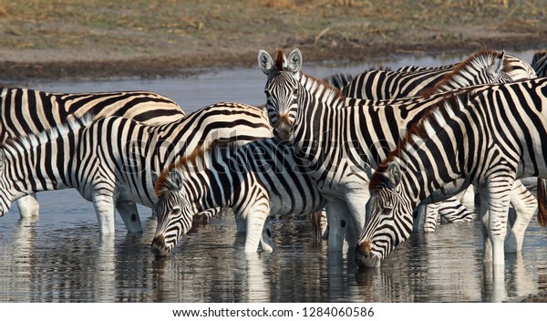 Zebras in Makgadikgadi river Botswana