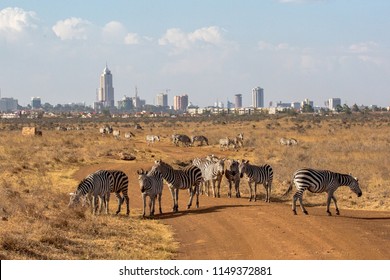 Zebras In Nairobi NP