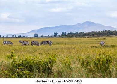 Zebras In The Naivasha Hells Gate National Park