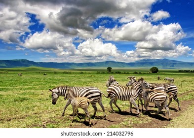 Zebras In The Ngorongoro Crater, Tanzania