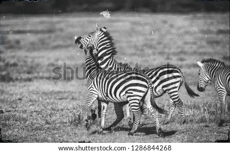 Similar – Zebras Tier Tierpaar