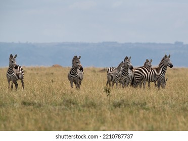 Zebras On High Alert Seeing A Predator Nearby, Masai Mara