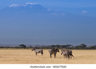 Zebras On Savannah Kilimanjaro Background Stock Photo 405677020 ...