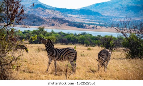 Zebras In Pilanesberg National Park