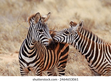 Zebras play in Tsavo East Wildlife Reserve in Kenya and look like they are kissing - Powered by Shutterstock