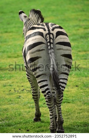 ZEBRA'S REAR BACKSIDE WALKING AWAY - Black and white striking striped pattern show tail and behind. Magnificent single African wild animal standing alone on the green grassy colored savanna plains