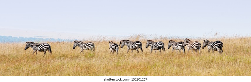zebras in a row walking in the savannah in africa - national park masai mara in kenya
