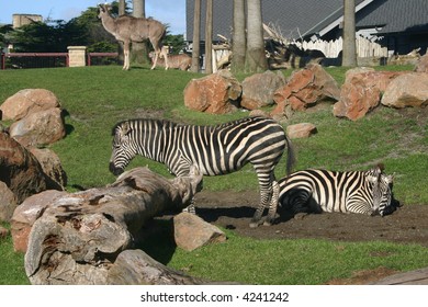 Zebras At The San Francisco Zoo