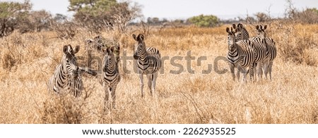 Zebras in the Savannah at Kruger National Park, South Africa