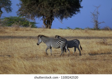 Zebras In Selous Game Reserve, Tanzania