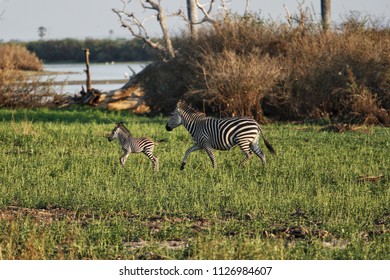  Zebras In Selous Game Reserve, Tanzania