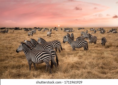 Zebras At Serengeti National Park