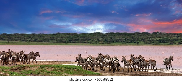 Zebras In The Serengeti National Park, Tanzania