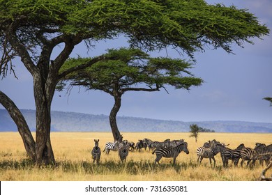 Zebras In Serengeti National Park - Tanzania