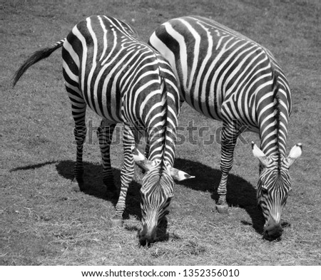 Similar – Zebras Tier Tierpaar