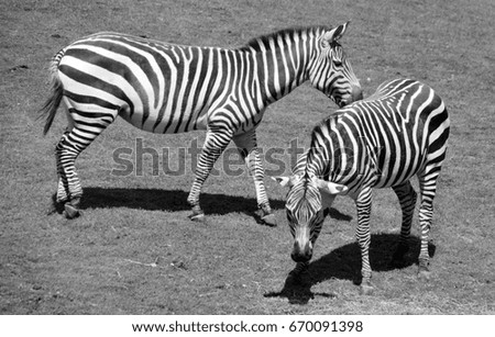 Similar – Zebras Tier Tierpaar