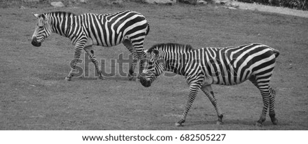 Similar – Zebras Tier Tierpaar