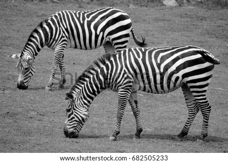 Zebras Tier Tierpaar