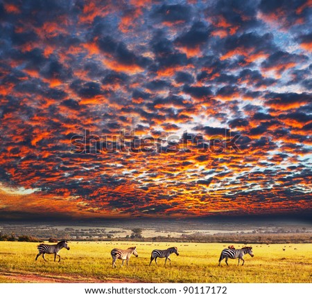 zebras at sunset