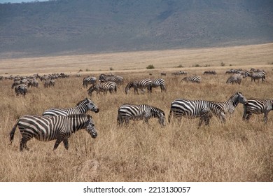 Zebras In Tanzania's Ngorongoro Conservation Area