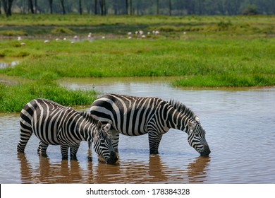 4,294 Zebra Drinking Water Images, Stock Photos & Vectors | Shutterstock