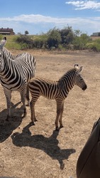 Zebras White And Brown In The Nature Surround By A Blue Sky With White Floppy Clouds Green Trees And A Natural Dry Path Of Dirt 