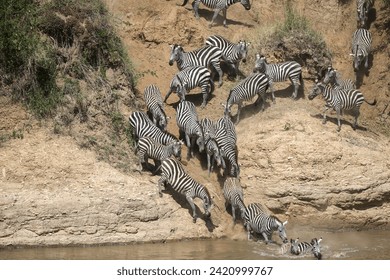 Zebras and wildebeest during migration from Serengeti to Masai Mara in Kenya - Powered by Shutterstock