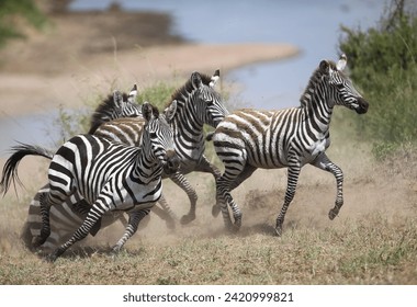 Zebras and wildebeest during migration from Serengeti to Masai Mara in Kenya - Powered by Shutterstock