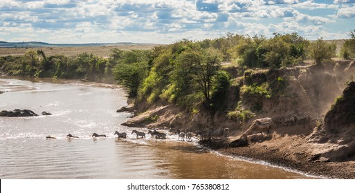 Zebras and wildebeest during migration from Serengeti to Masai Mara in Kenya - Powered by Shutterstock