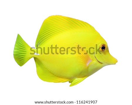 Zebrasoma aquarium fish isolated on white background