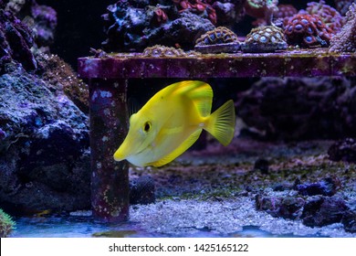 Zebrasoma flavescens - Yellow Tang swimming in marine aquarium