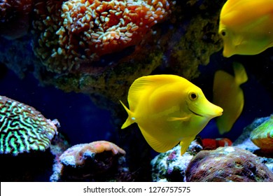 Zebrasoma is a genus of surgeonfishes native to the Indian and Pacific Oceans. They have disc-shaped bodies and sail-like fins