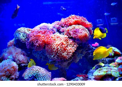 Zebrasoma is a genus of surgeonfishes native to the Indian and Pacific Oceans. They have disc-shaped bodies and sail-like fins