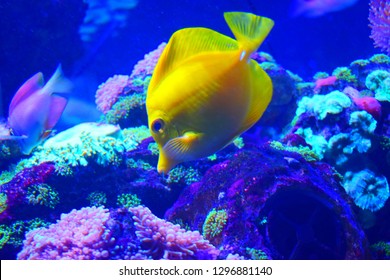 Zebrasoma is a genus of surgeonfishes native to the Indian and Pacific Oceans. They have disc-shaped bodies and sail-like fins