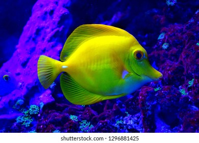 Zebrasoma is a genus of surgeonfishes native to the Indian and Pacific Oceans. They have disc-shaped bodies and sail-like fins