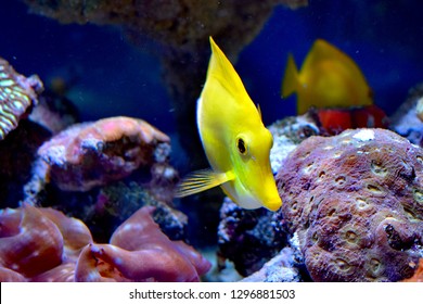 Zebrasoma is a genus of surgeonfishes native to the Indian and Pacific Oceans. They have disc-shaped bodies and sail-like fins