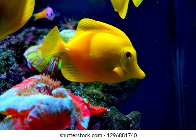 Zebrasoma is a genus of surgeonfishes native to the Indian and Pacific Oceans. They have disc-shaped bodies and sail-like fins