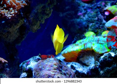 Zebrasoma is a genus of surgeonfishes native to the Indian and Pacific Oceans. They have disc-shaped bodies and sail-like fins