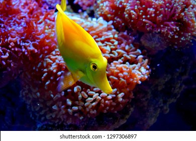 Zebrasoma is a genus of surgeonfishes native to the Indian and Pacific Oceans. They have disc-shaped bodies and sail-like fins