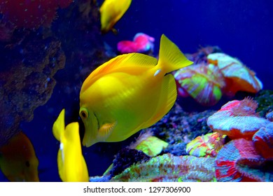Zebrasoma is a genus of surgeonfishes native to the Indian and Pacific Oceans. They have disc-shaped bodies and sail-like fins