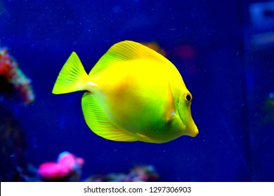 Zebrasoma is a genus of surgeonfishes native to the Indian and Pacific Oceans. They have disc-shaped bodies and sail-like fins