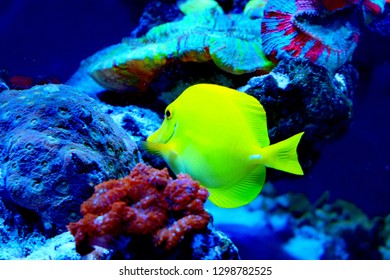 Zebrasoma is a genus of surgeonfishes native to the Indian and Pacific Oceans. They have disc-shaped bodies and sail-like fins